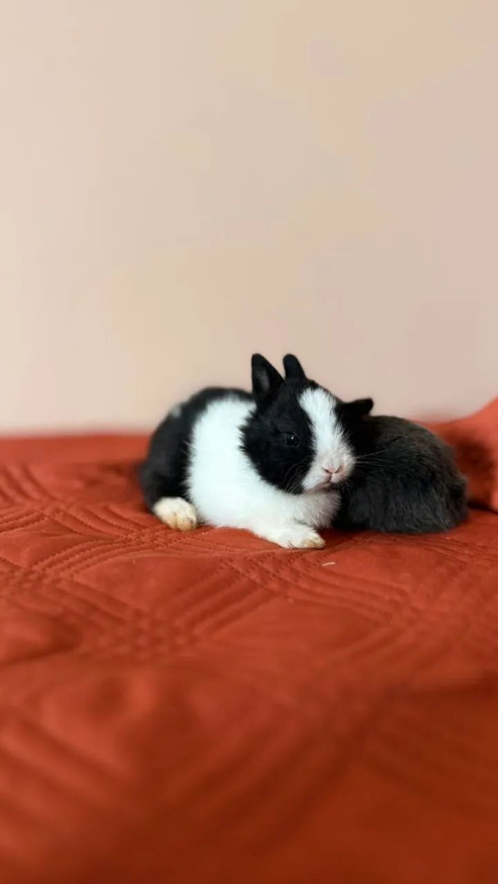 Netherland Dwarf Rabbit446520078191175682