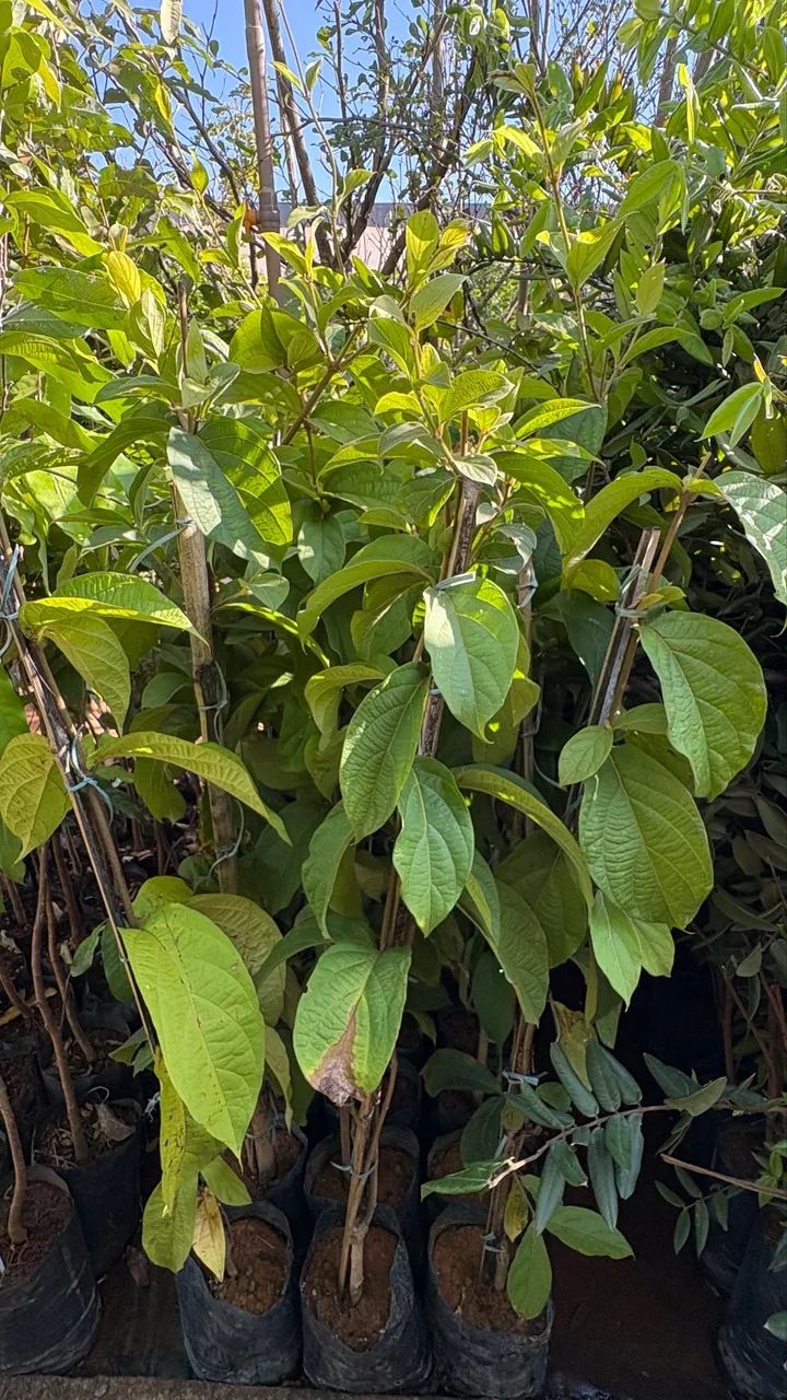 Muda de Congeia 