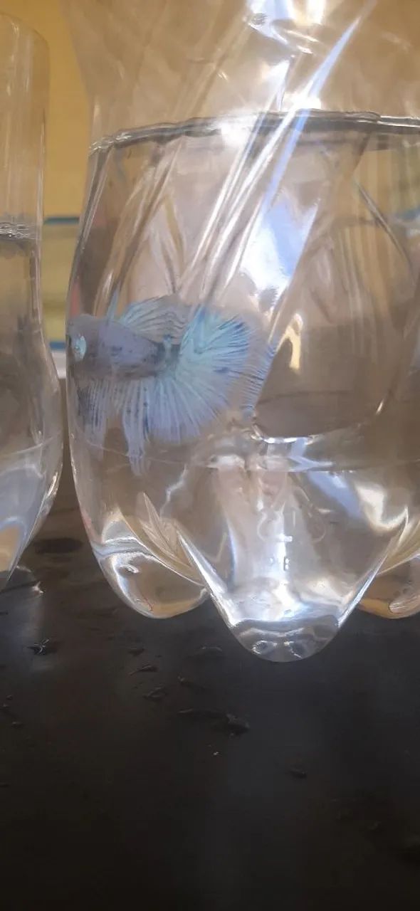 Betta blendens long tail... - Foto 2