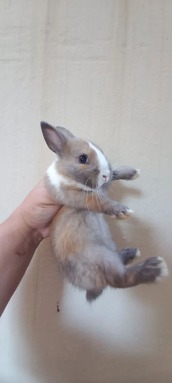 Anões e mini  - Foto 4