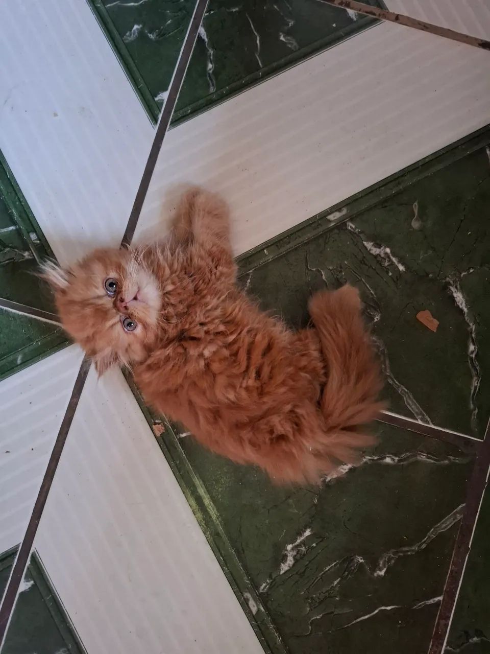 Disponível  machinho persa laranja 1800.00 - Foto 3