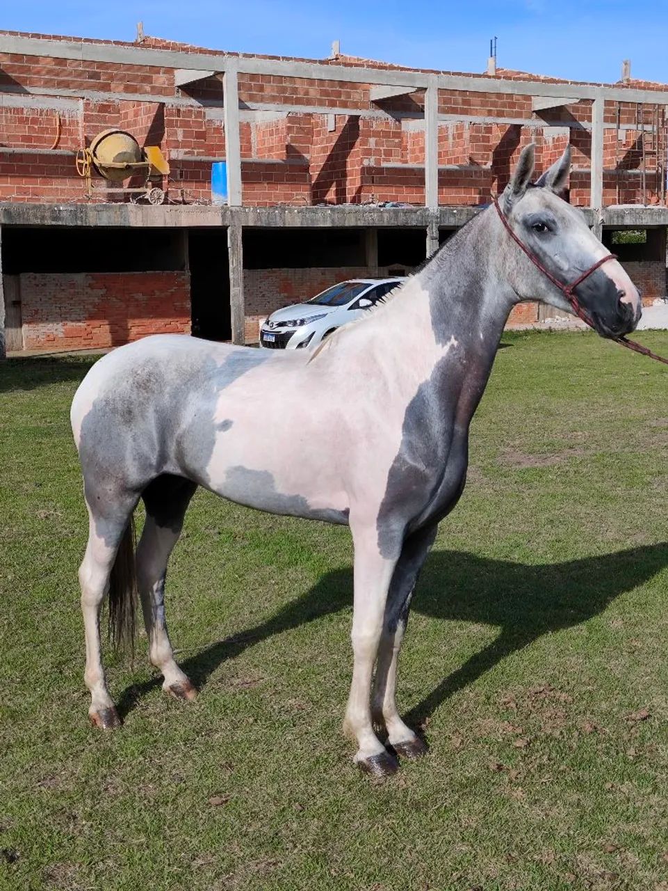 Égua mangalarga marchador registrada pampa