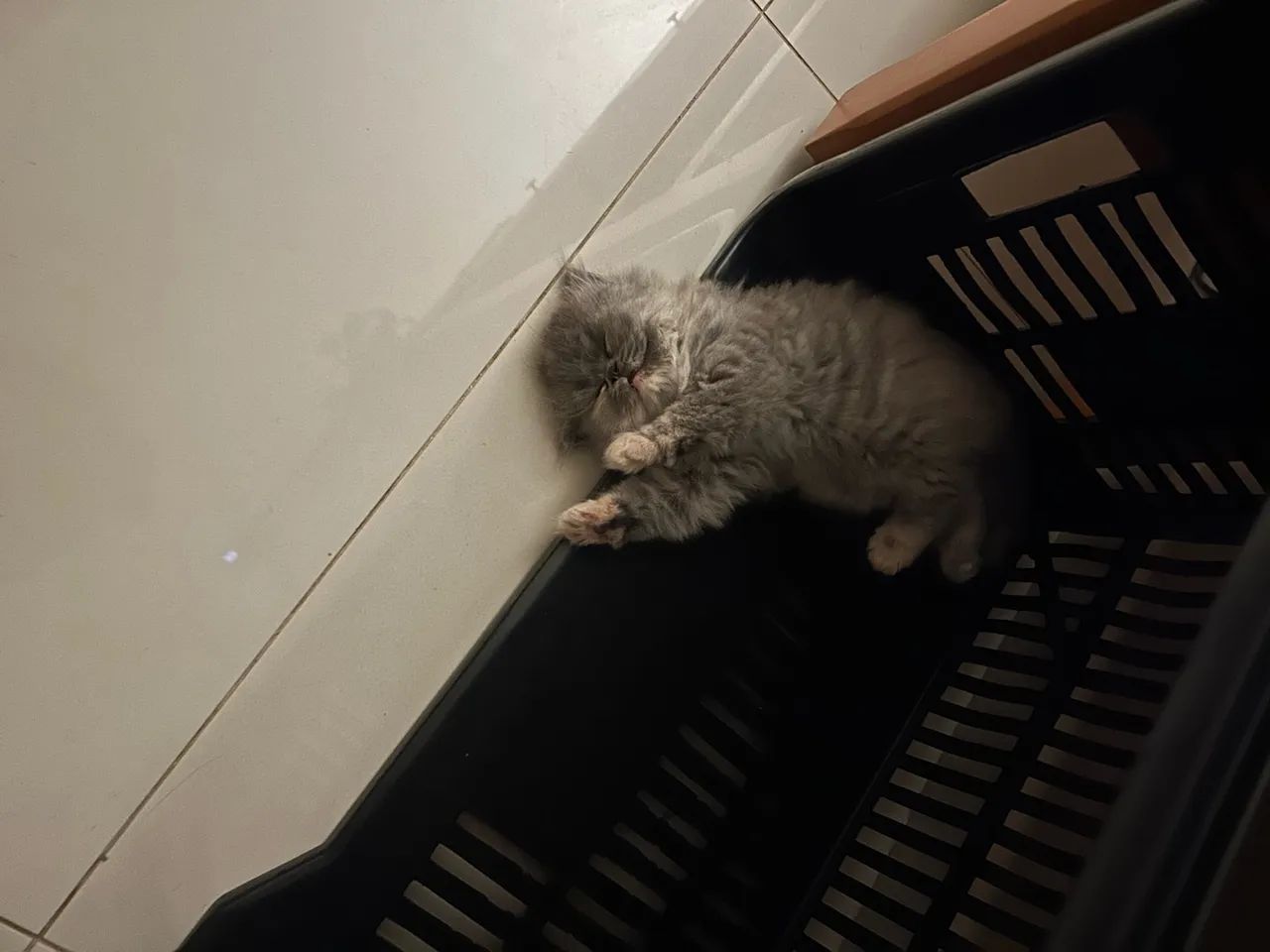 Gato persa  - Foto 4