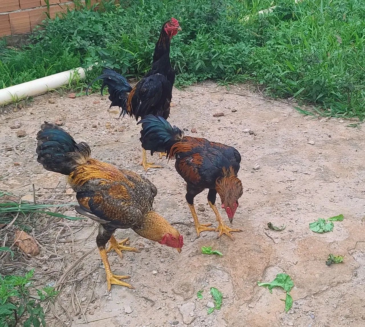 Galo índio  - Foto 4