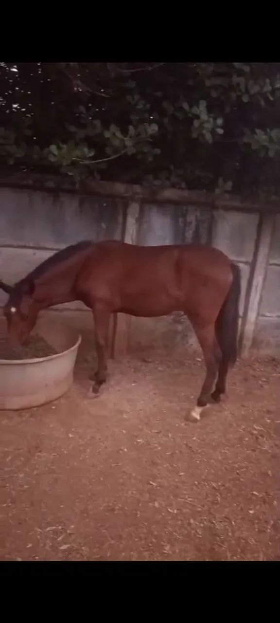 Carroça completa arreio e cavalo 