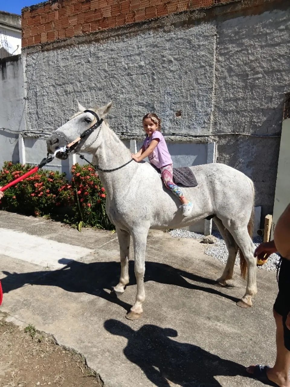 Vende-se um cavalo com sela - Foto 2