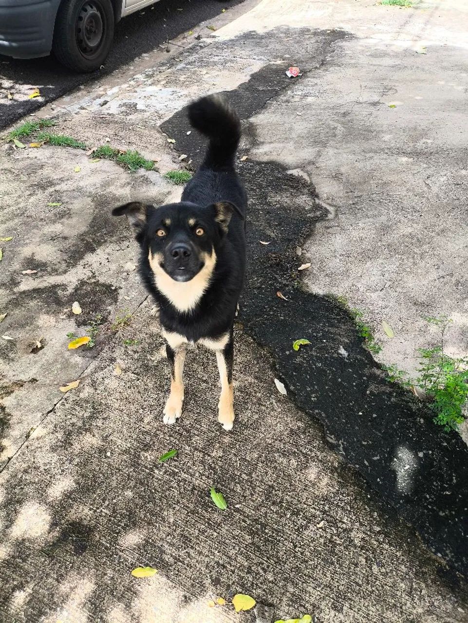 Cachorro abandonado na rua João calandrim - Foto 3