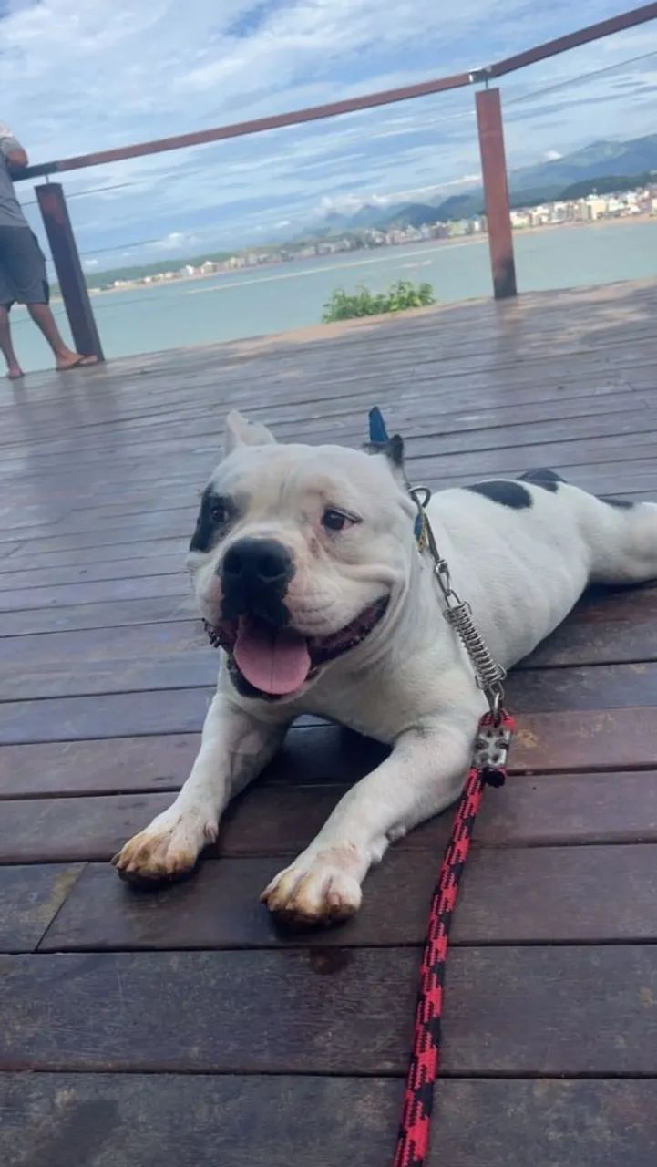 American bully micro exótico  - Foto 4