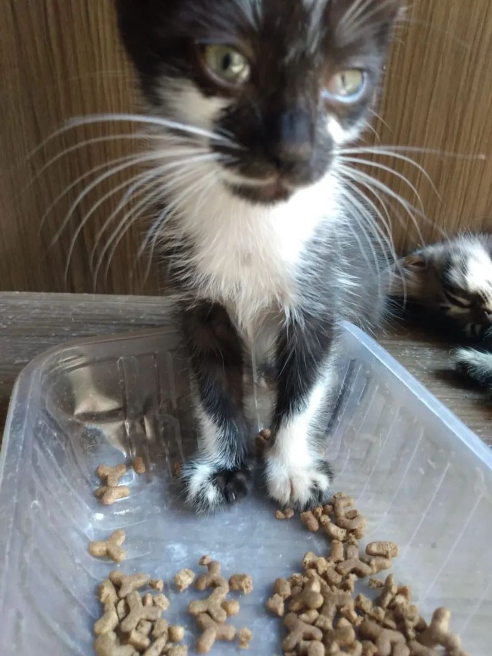 Doação de gatos filhotes  - Foto 3