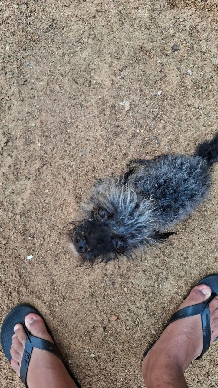 Cachorro para adoção  - Foto 2