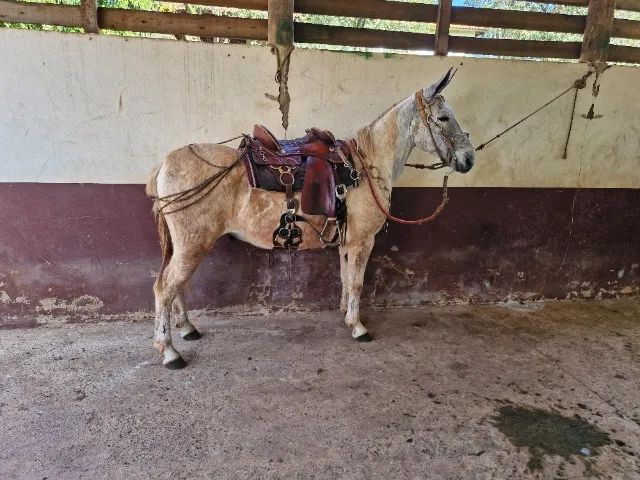Burro marchador  - Foto 2