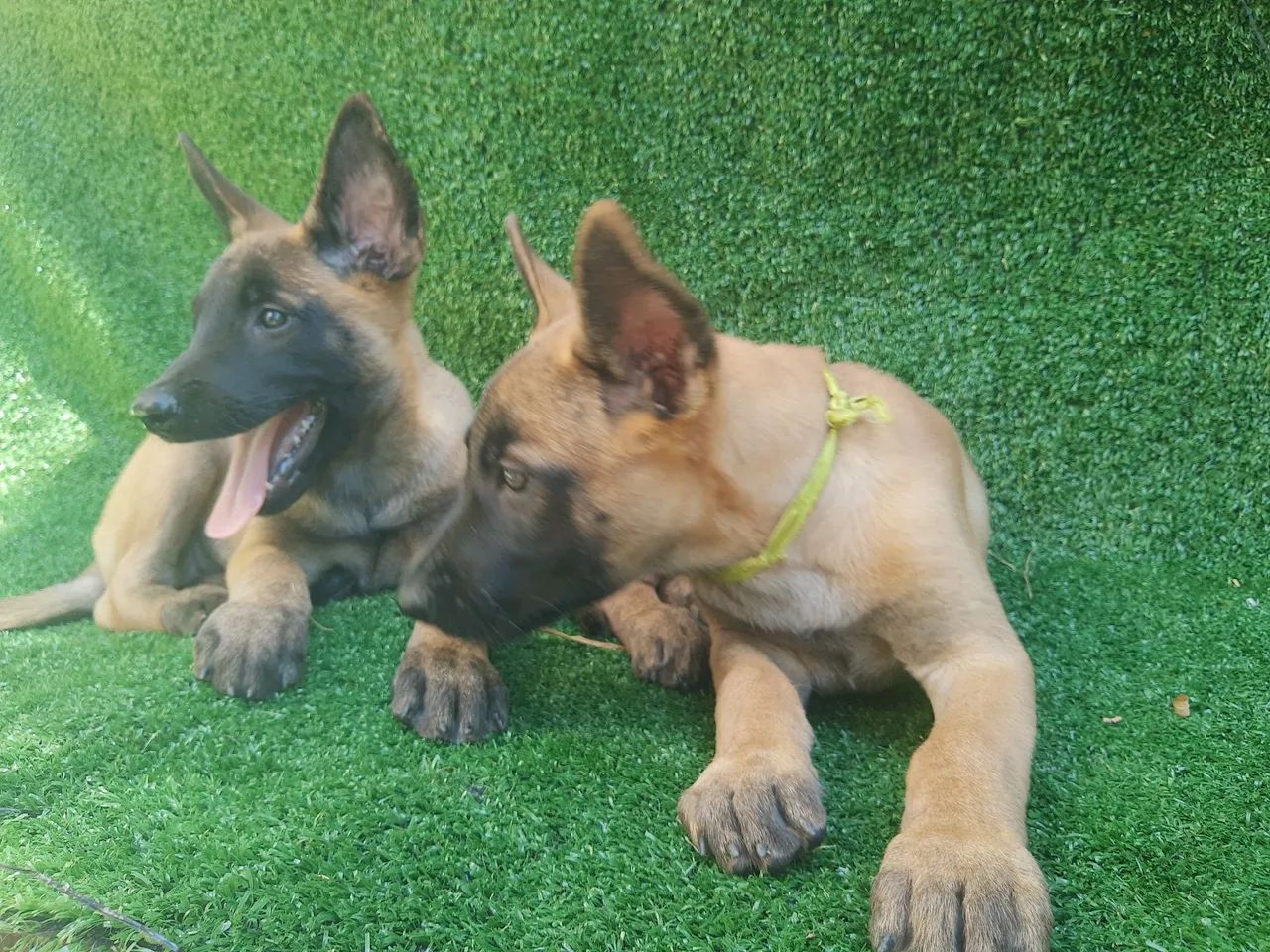 Pastor Belga Malinois  - Foto 2