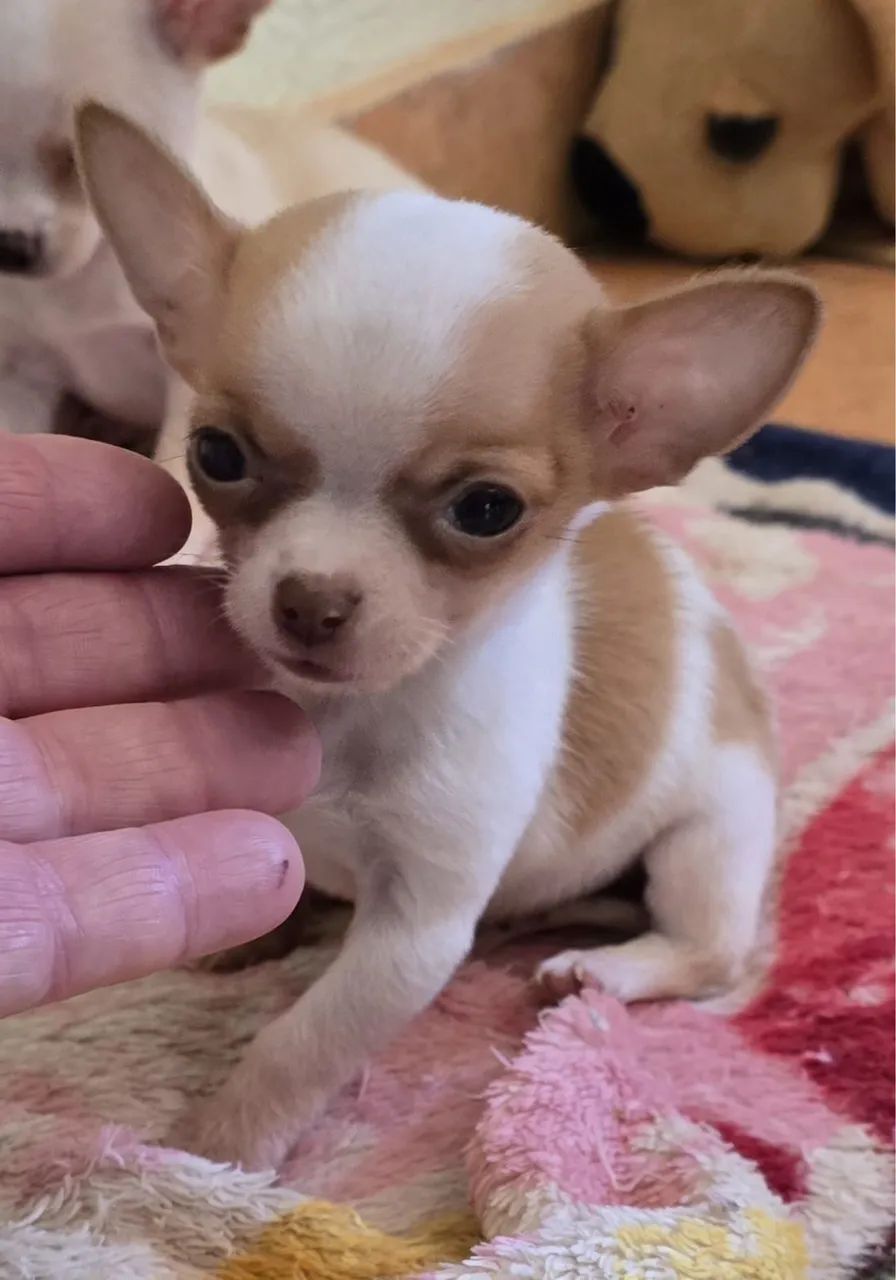 Chihuahua macho  - Foto 2