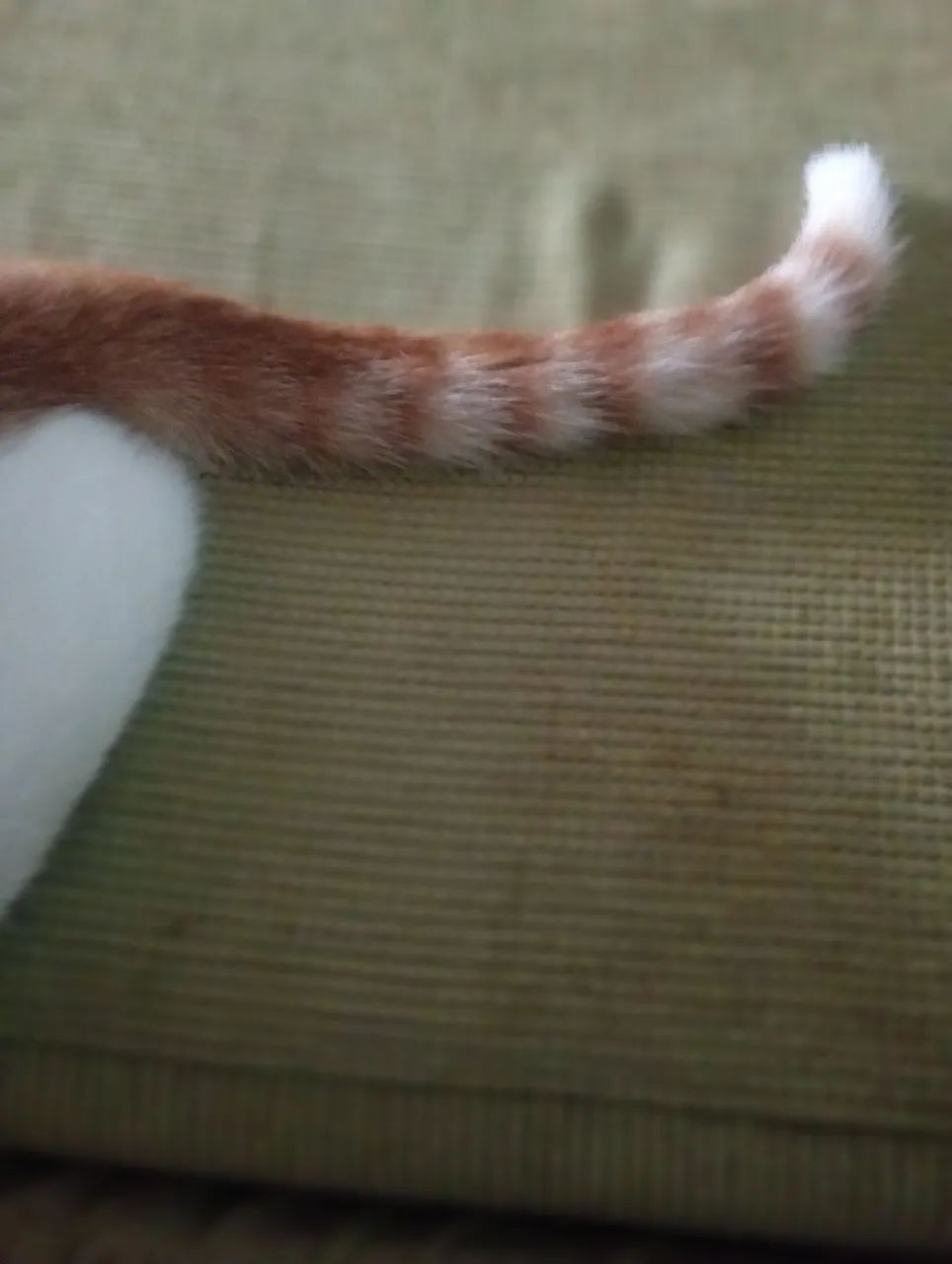 Gatinho macho pra adoção responsável  - Foto 4