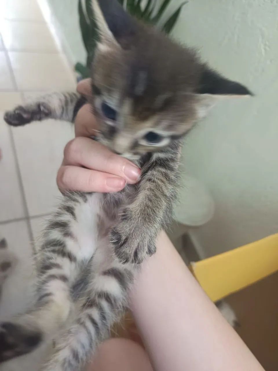 Gatinhos filhotes (não sei identificar sexo) - Foto 6