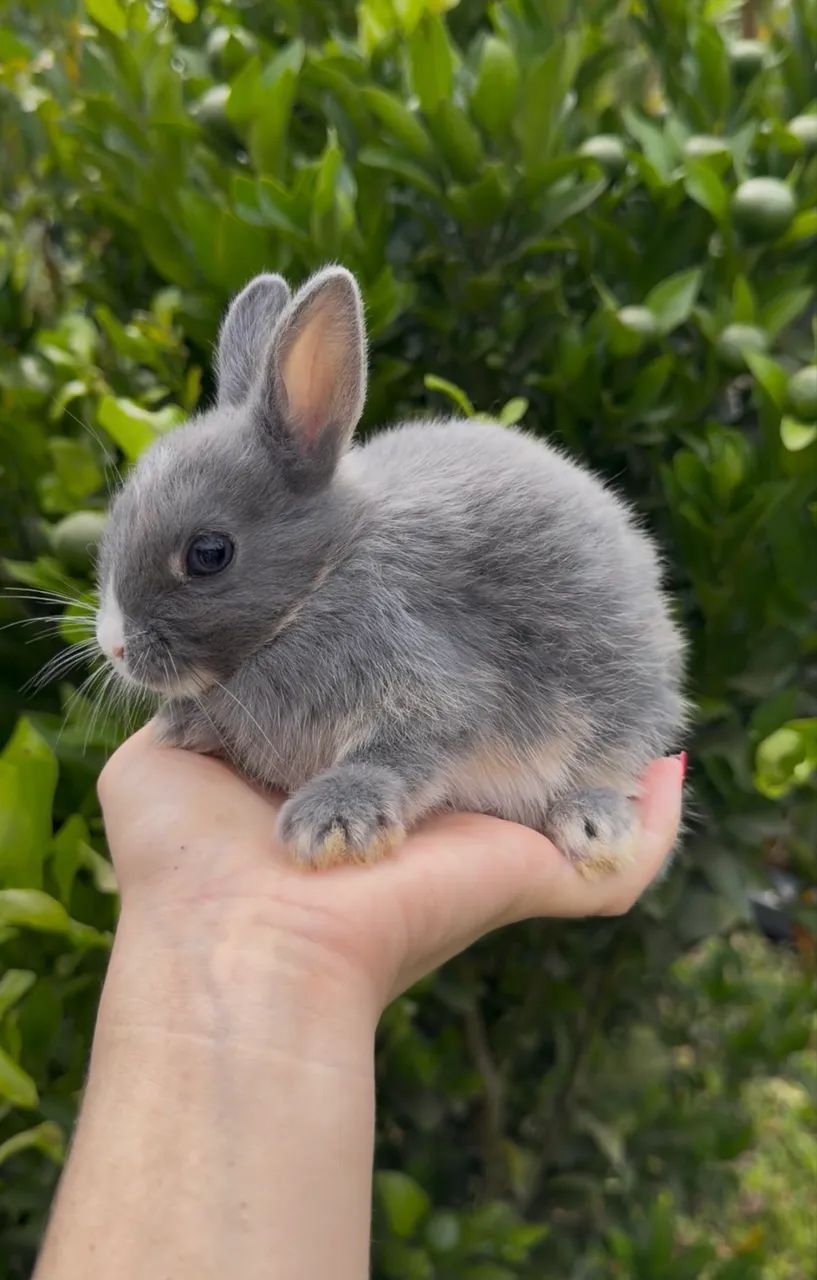 coelhinhos mini  - Foto 2