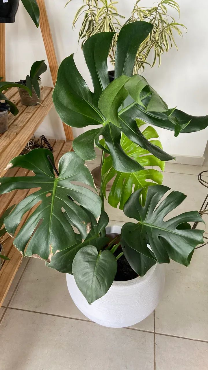 Plantas ornamentais  - Foto 6