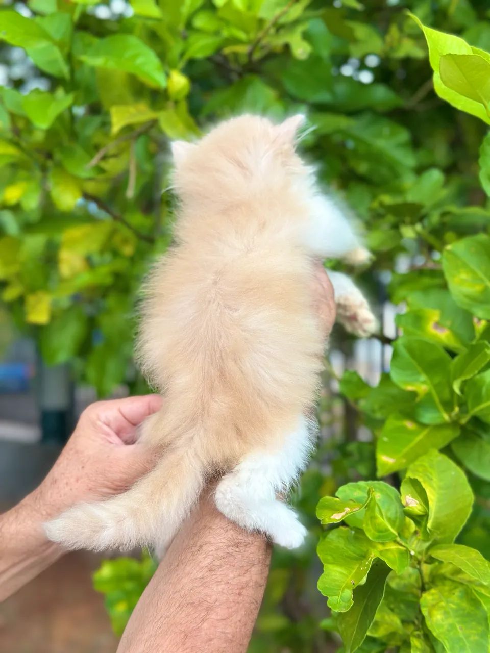 Persa filhote macho - Foto 4