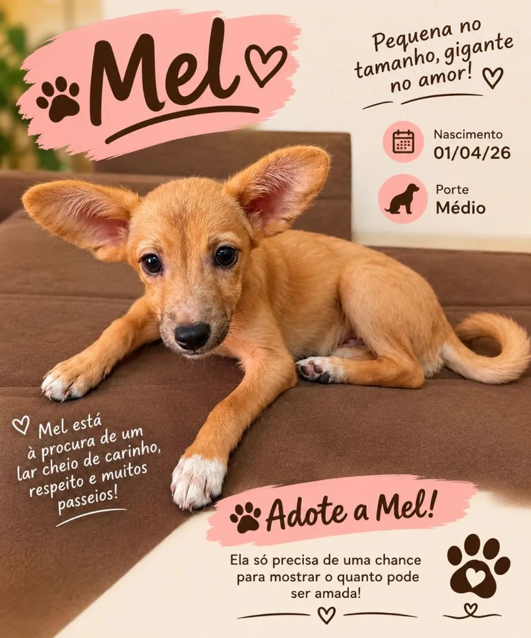 Adoção responsável!  - Foto 3
