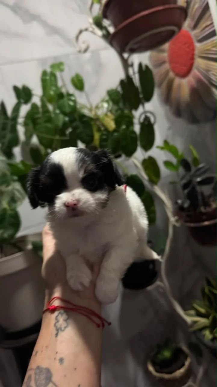 Cachorro  - Foto 3