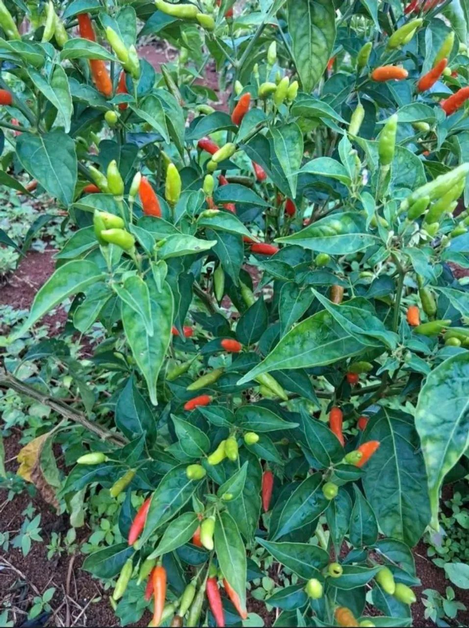 Pimenta malagueta - Foto 3
