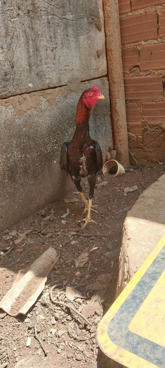 frango índio 