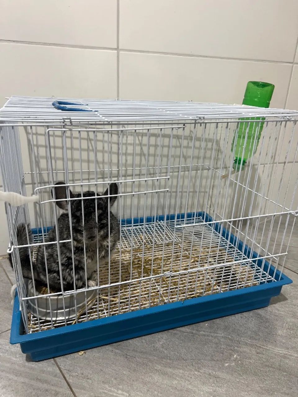 Chinchila+Gaiola+Alfalfa+Ração+Comedouro+Bebedouro - Foto 4