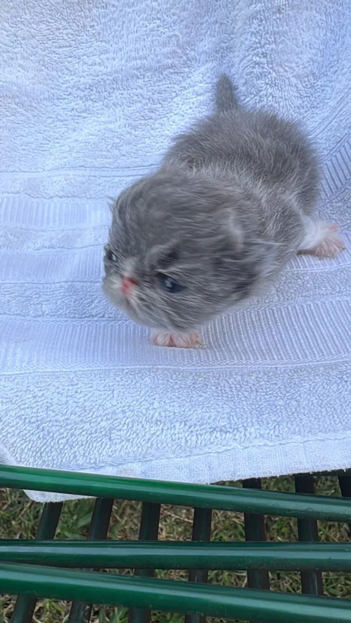 Persa Machinho blue 