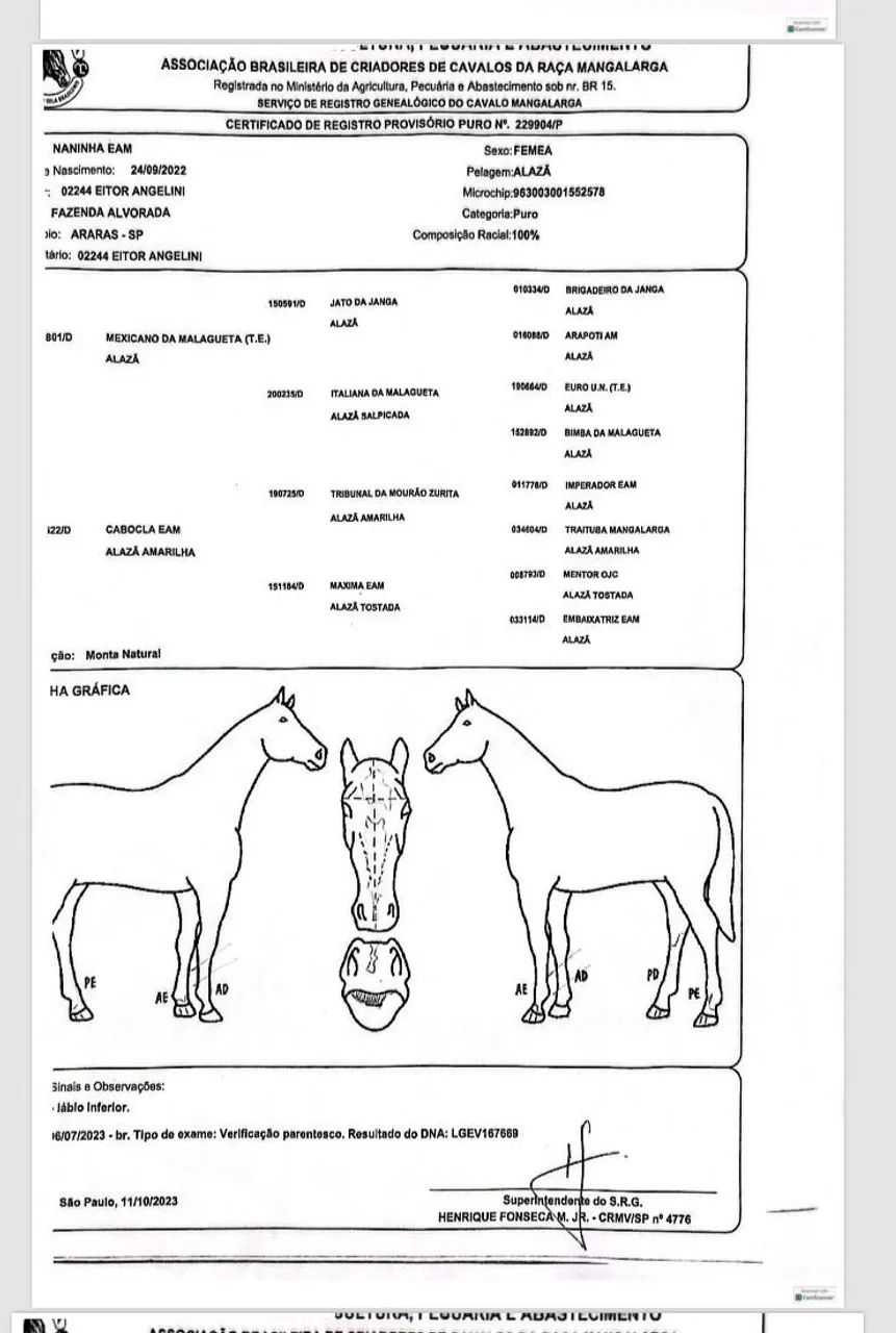 Égua Mangalarga Registrada 3 anos e Meio - Foto 4