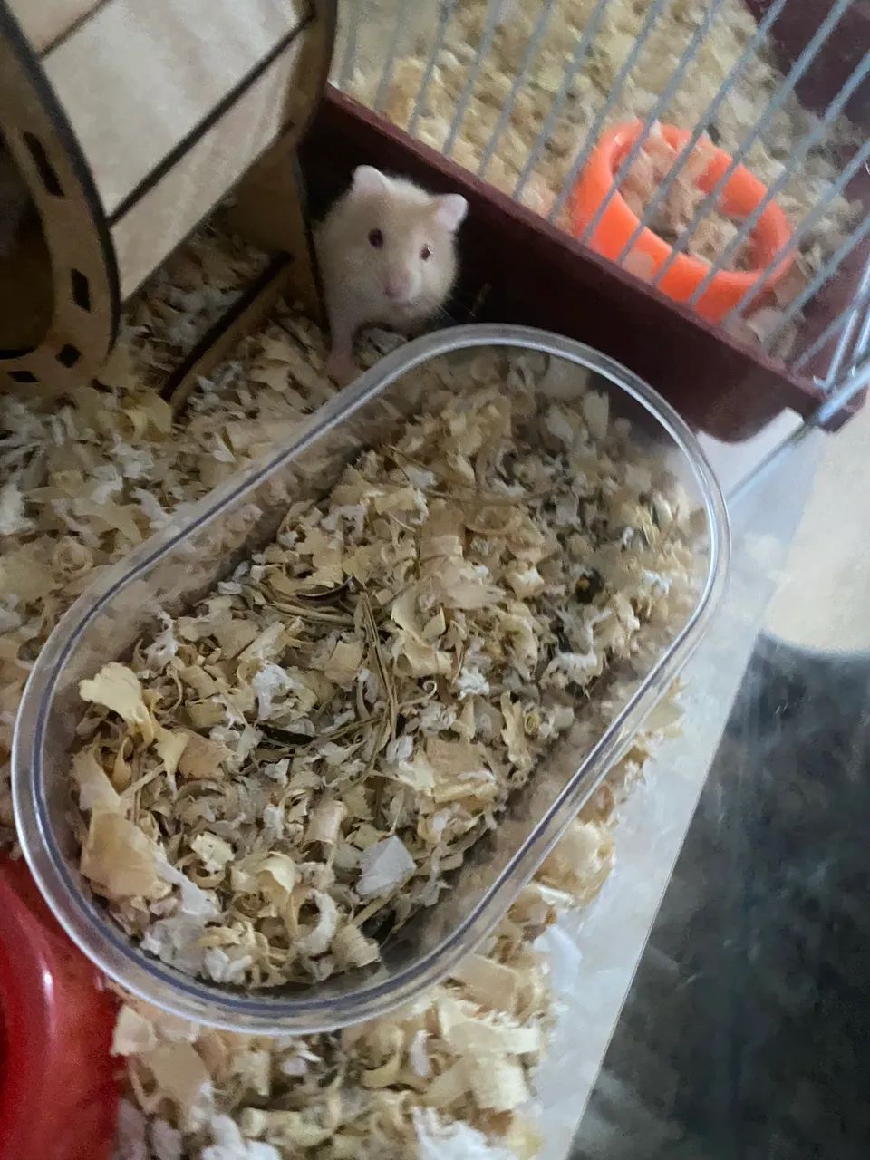 Hamster filhote  - Foto 2