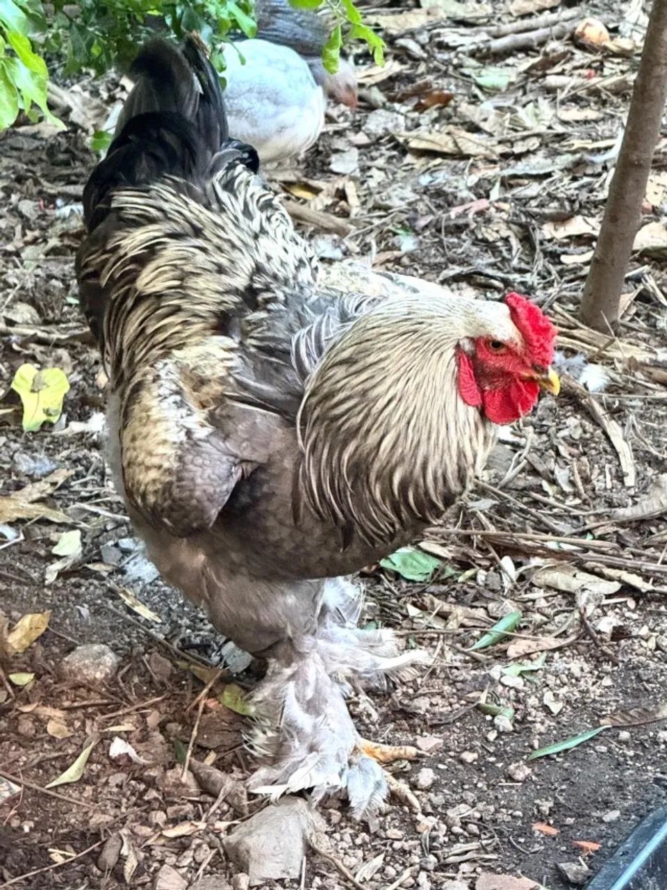 Galos Brahma - Foto 3