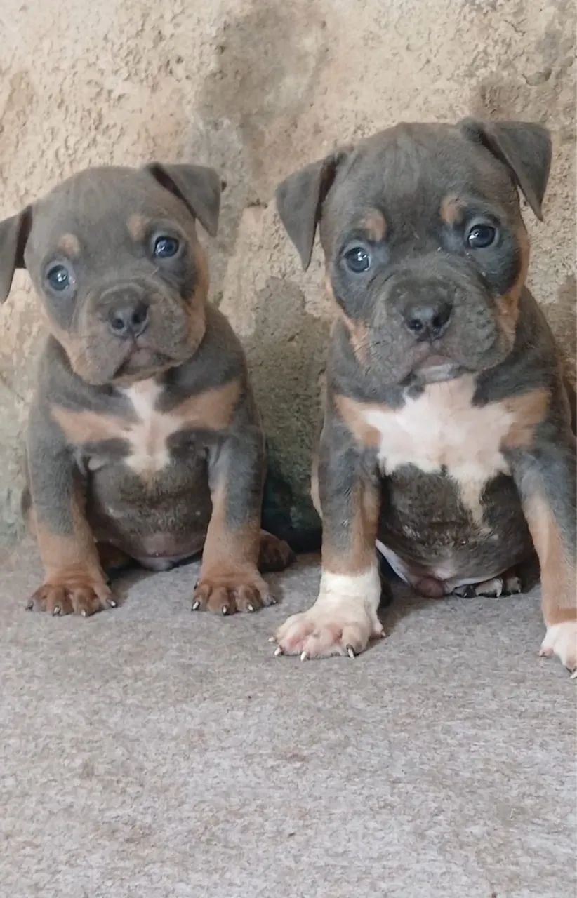 Pit bull