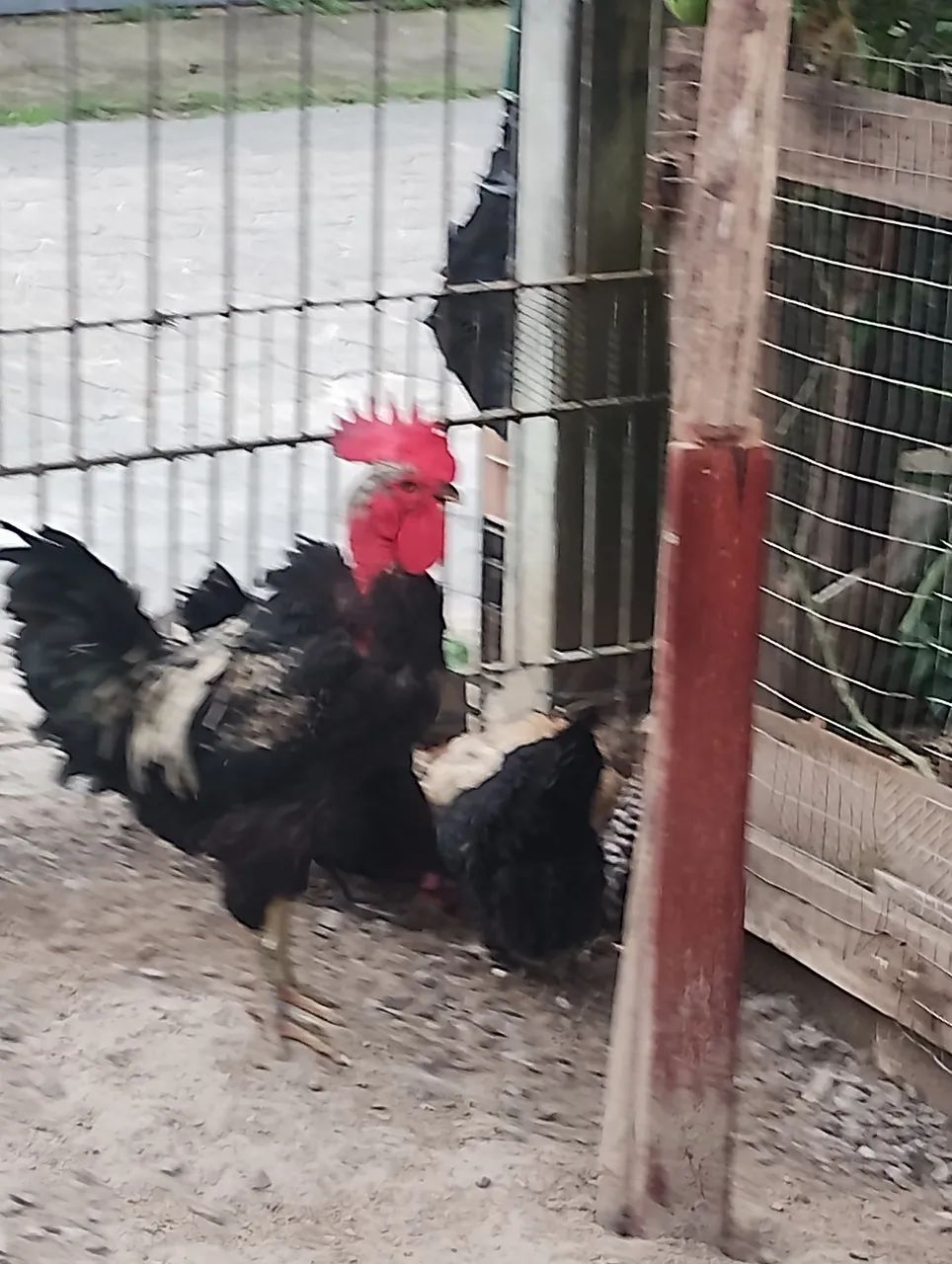 Galo  - Foto 4