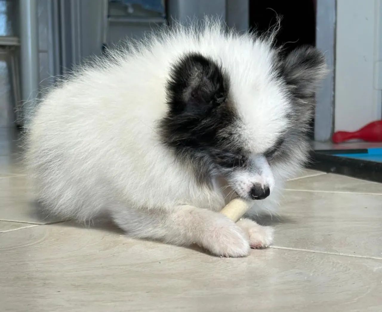 Lulu da Pomerânia mini (macho)