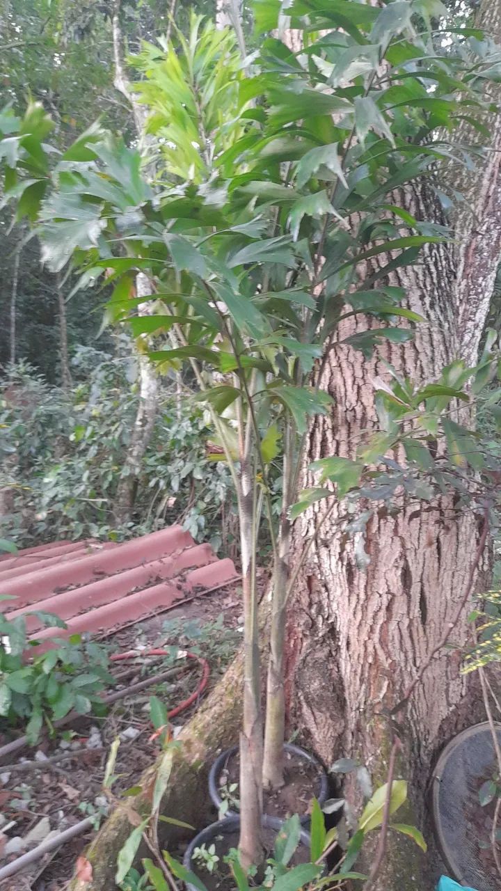 Palmeira Rabo de Raposa - Foto 4