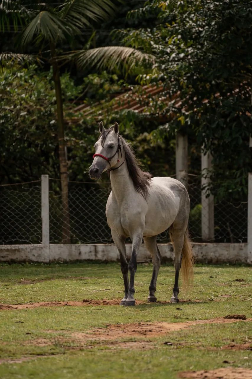 Égua mangalarga com potra  - Foto 6