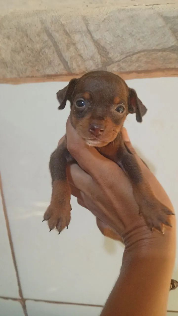 Pinscher chocolate  - Foto 3