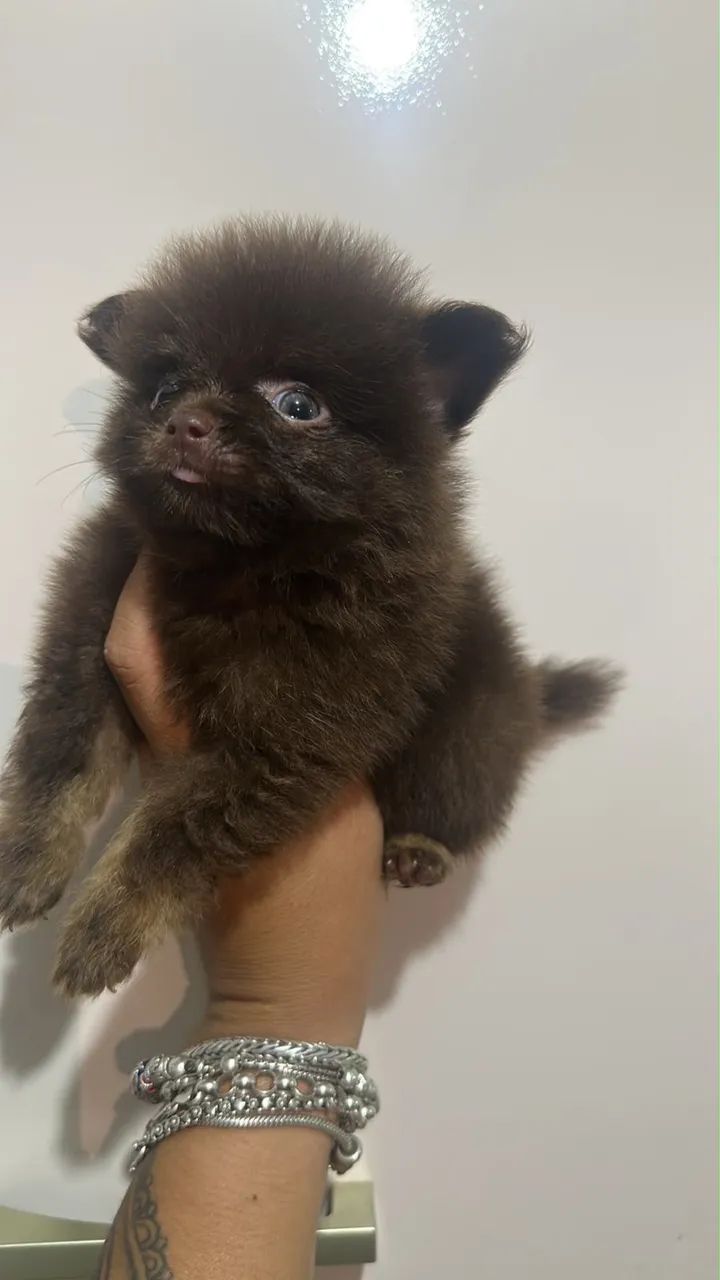 Spitz alemão 