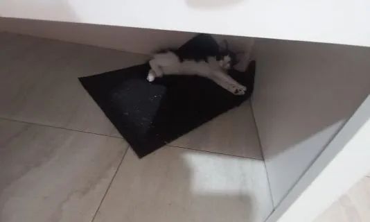 Gatinha para adoção - Foto 2