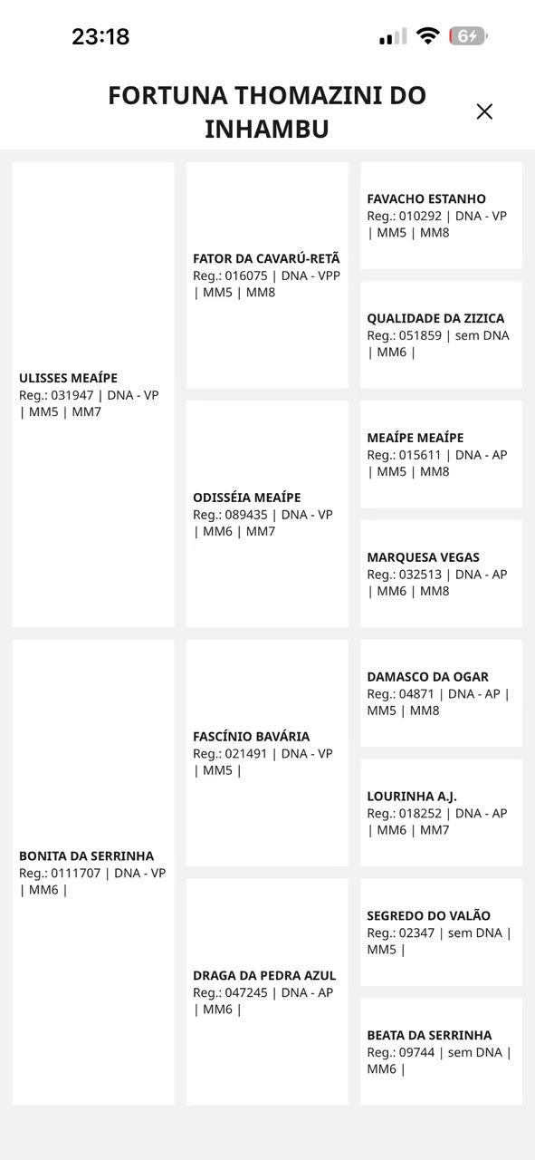 Égua mm a venda  - Foto 2