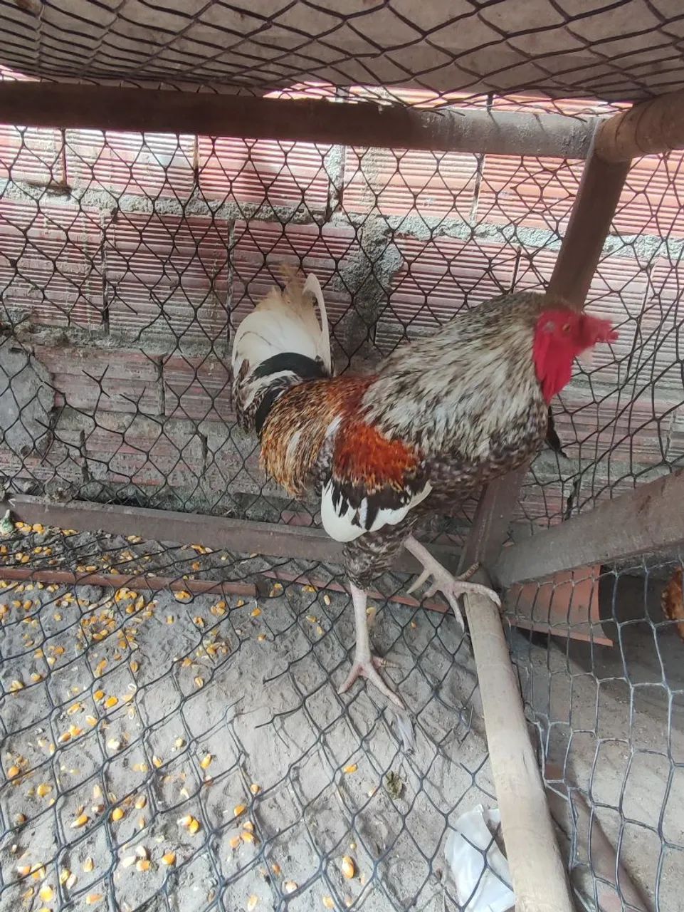 Galinha caipira 