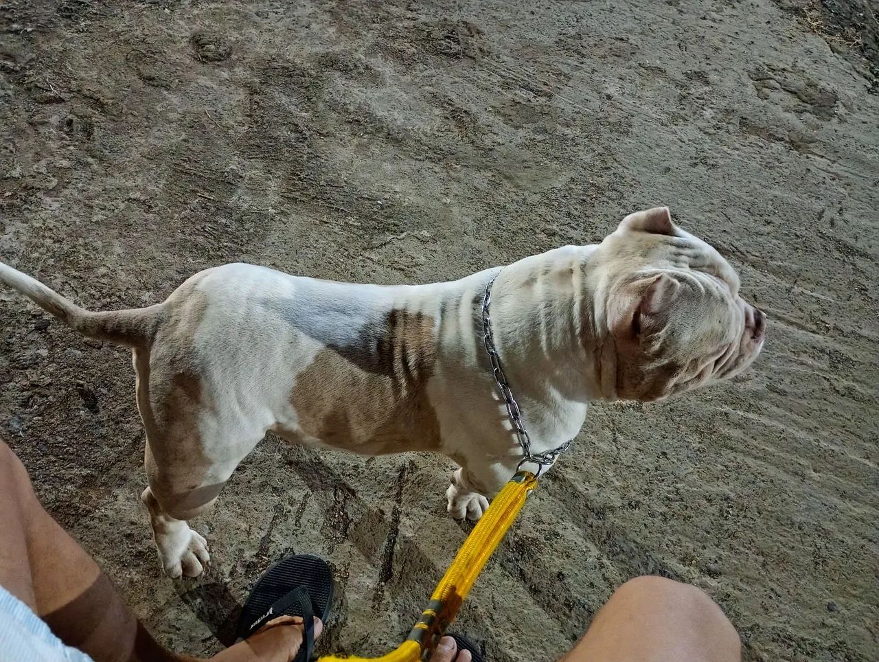 America Bully  - Foto 4