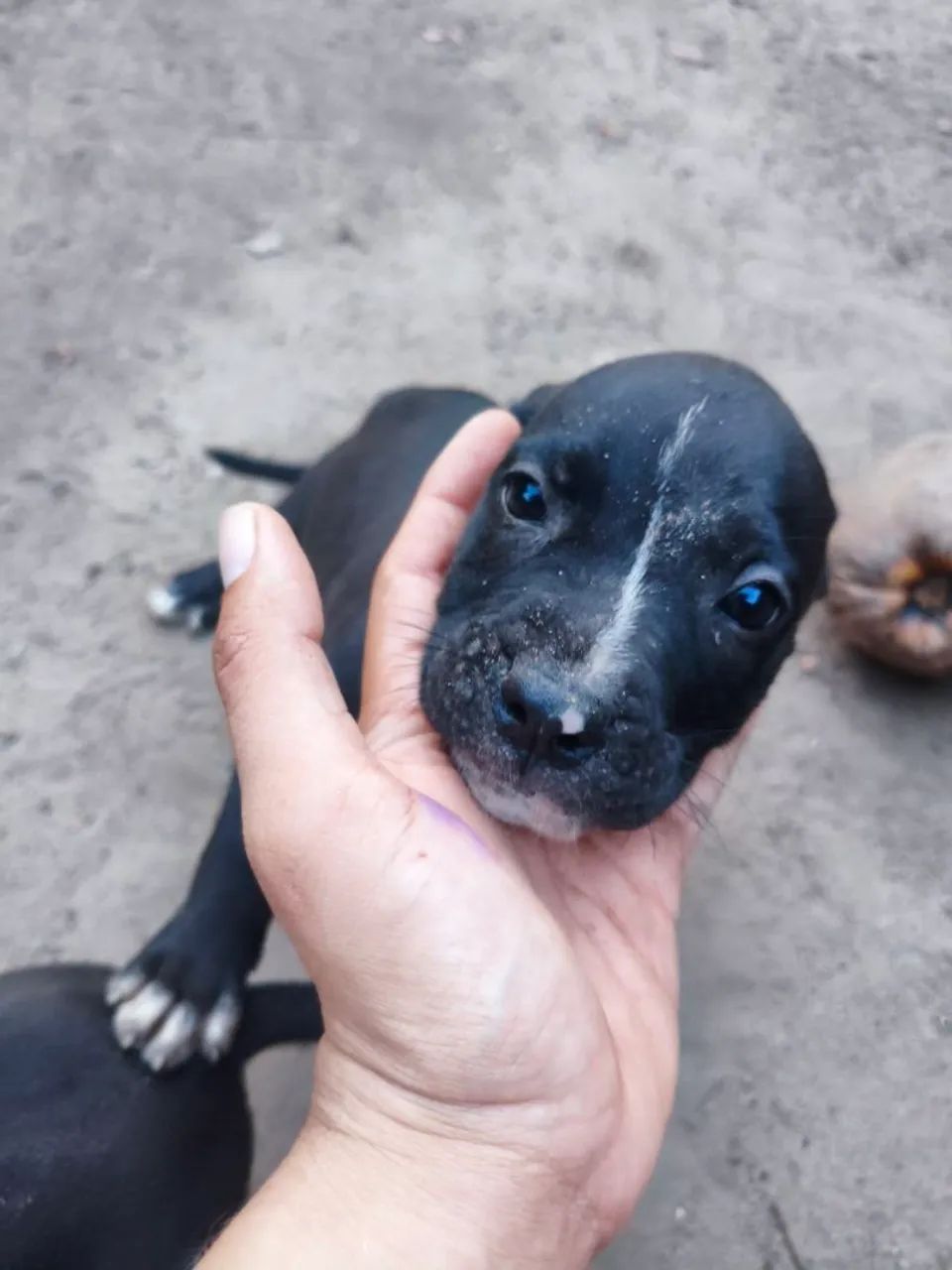 Filhotes de Pit Bull  - Foto 3