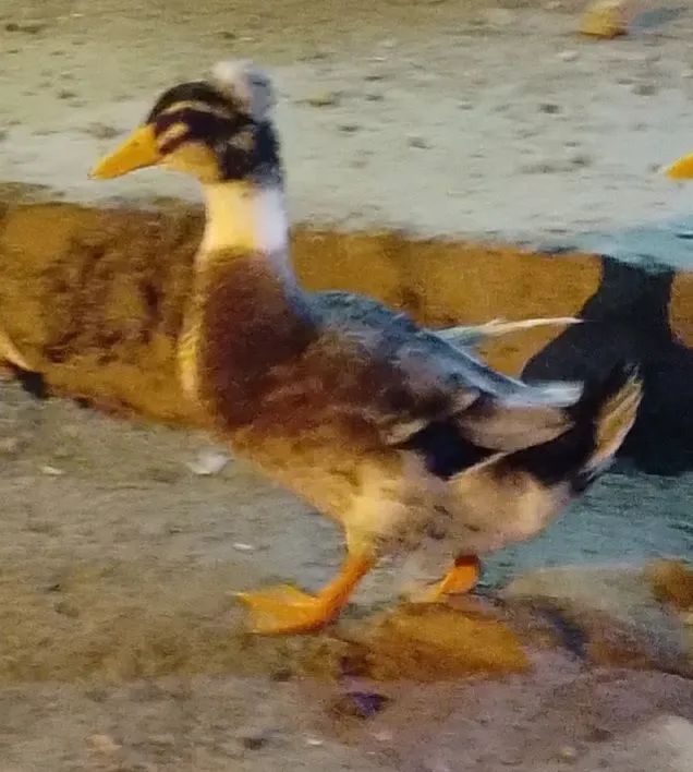 Marreco Macho Rowem de  Pom Pom Gigante no precinho só neste mês do consumidor - Foto 4