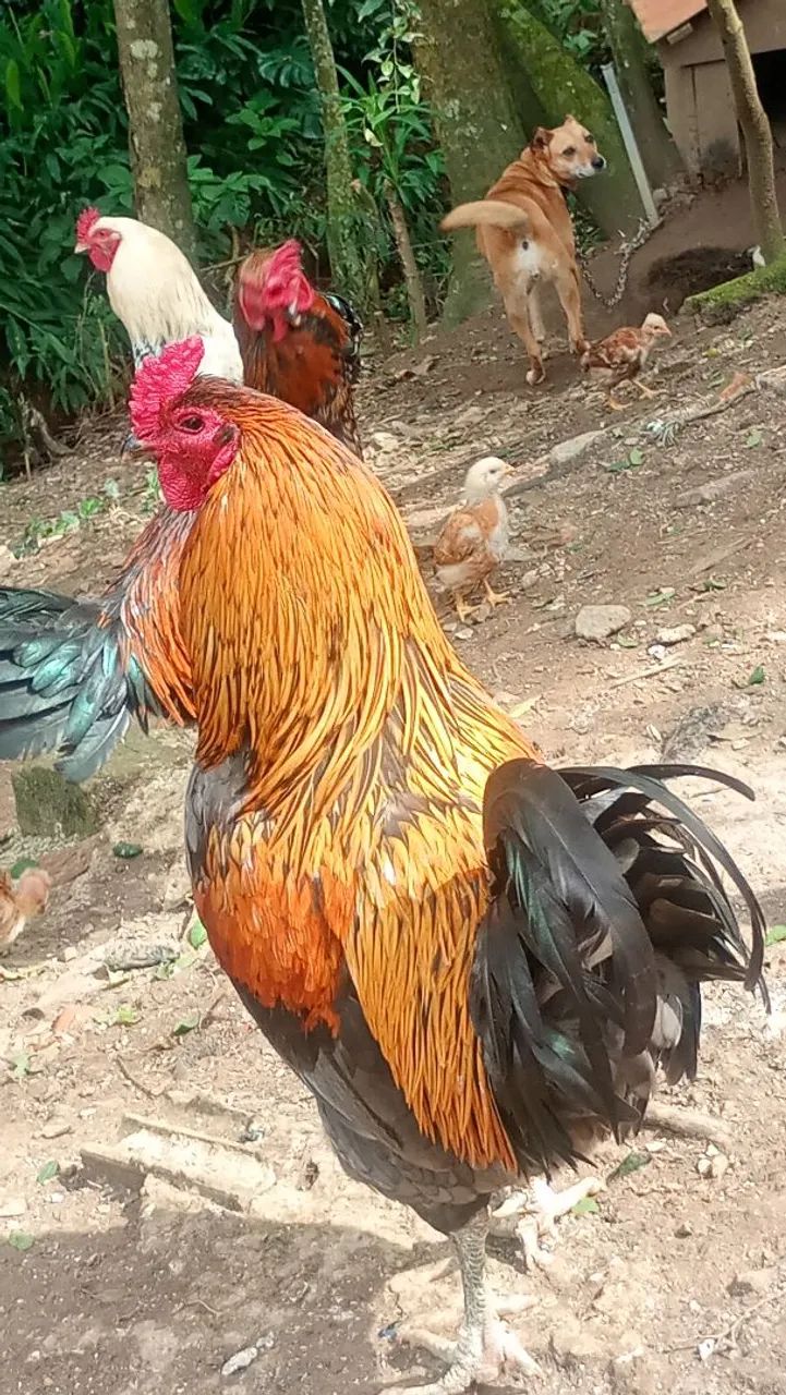 Galo - Foto 5