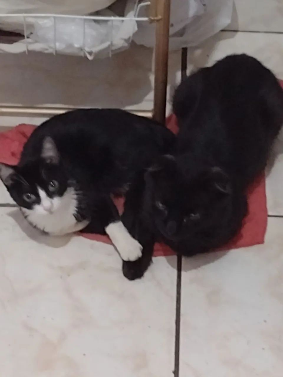 Pet Sister/Sitter Patinhas da Madu - Foto 3