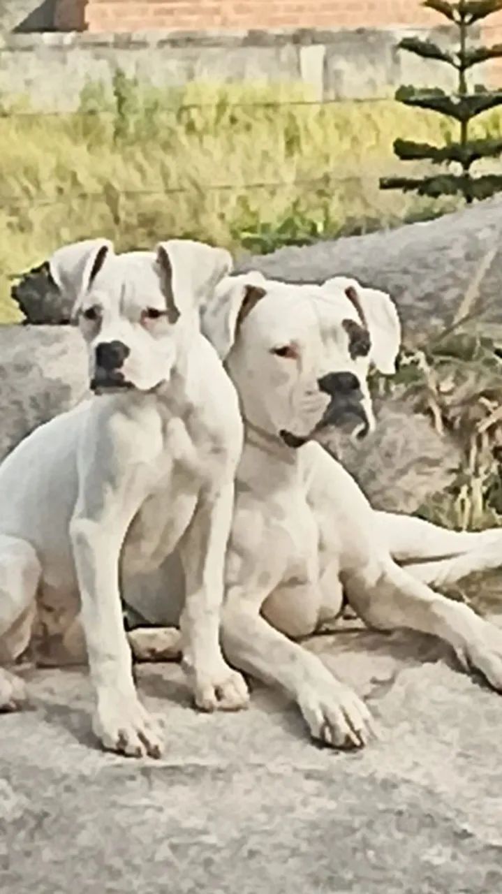Boxer branco  - Foto 5