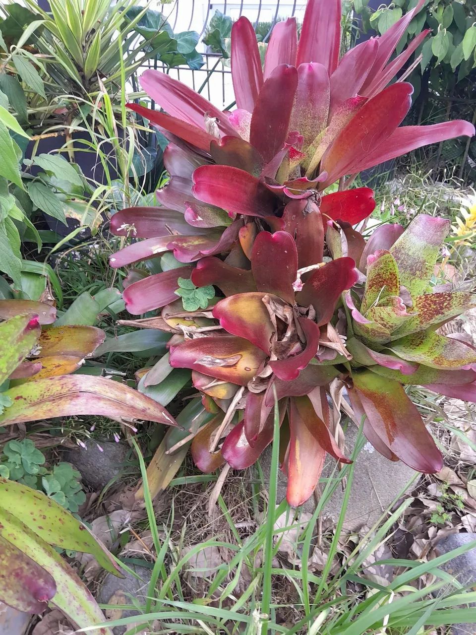 Vendo  vários vasos com plantas - Foto 3