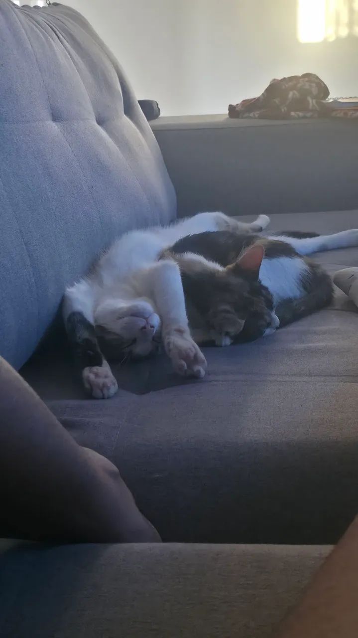 Gatinhos para adoção  - Foto 2