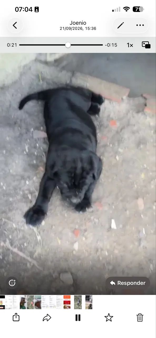 Filhotes Cane Corso Italiano - Foto 2